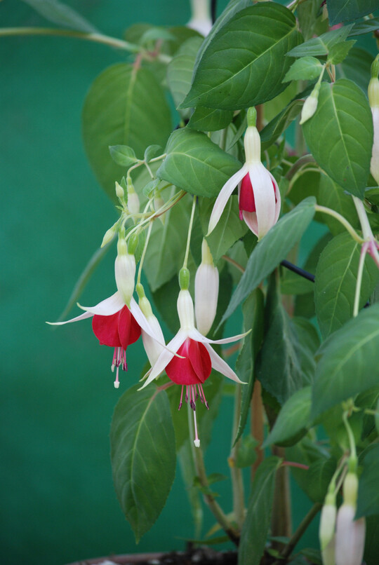 Fuchsie Rosa von Waldbronn