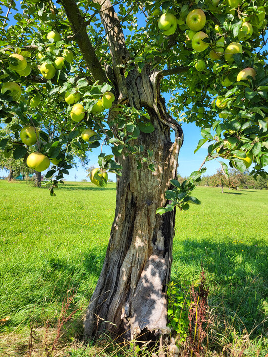Ein alter Apfelbaum im Marxzeller Ortsteil Schielberg