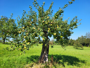 Ein alter Apfelbaum im Marxzeller Ortsteil Schielberg