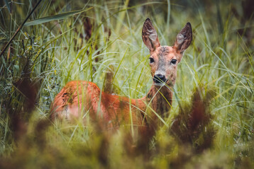 Rehe schlen keine Baumrinde  die Rehbcke streifen ihr Geweih am Stamm, was Schden verursacht