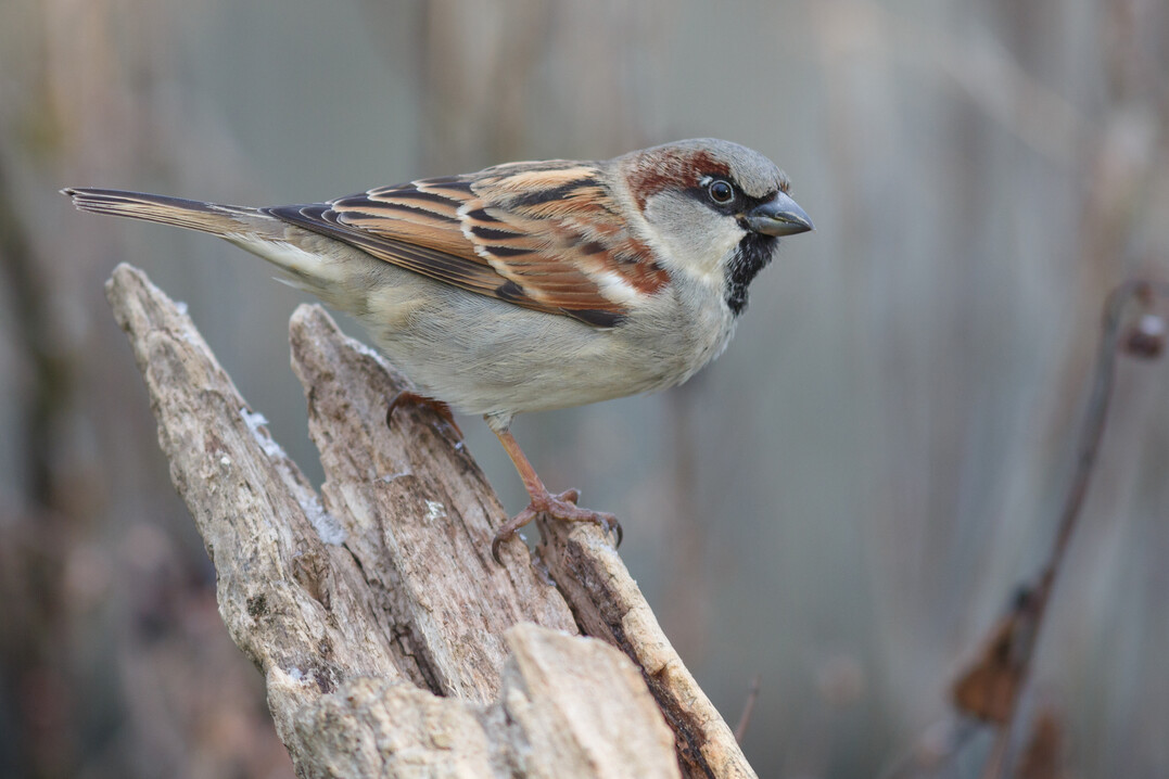 Haussperlinge gehren zu den hufigen Vogelarten.
