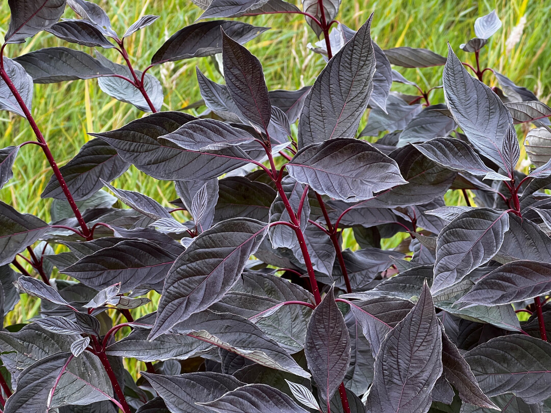 <i>Cornus alba</i>
 Nightfall fllt mit seinen dunkelvioletten Blttern auf