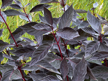 <i>Cornus alba</i>
 Nightfall fllt mit seinen dunkelvioletten Blttern auf