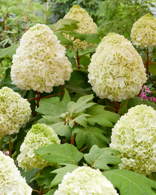 Ungewöhnlich dichte Blüten für eine Eichblatthortensie hat
<i>Hydrangea quercifolia</i>
‘Tara’