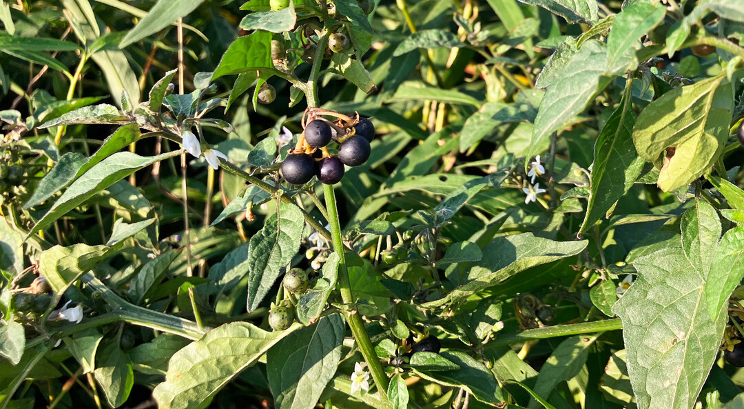 Der Schwarze Nachtschatten trägt perlengroße schwarze Früchte.