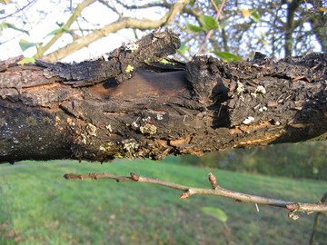 Schwarzer Rindenbrand, Diplodia, an einem Apfelbaum.