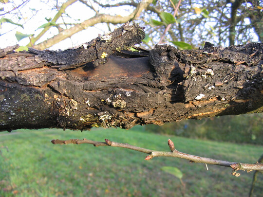 Schwarzer Rindenbrand, Diplodia, an einem Apfelbaum.