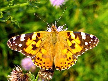 NABU startet Forschungsprojekt zum Insektenschwund in Naturschutzgebieten