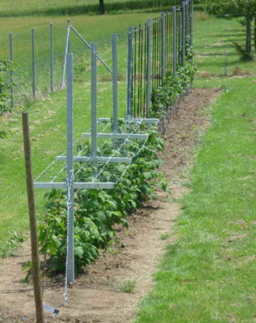 Beeren am Spalier erleichtern die Ernte und sind durch weniger Triebe meist grer und gesnder.