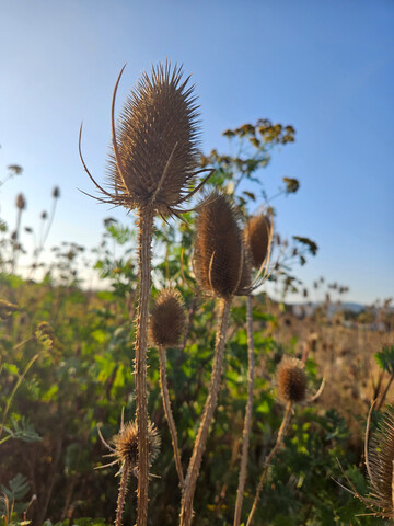 Mit imposanten, stacheligen Hllblttern schtzt die Karde (
<i>Dipsacus sylvestris</i>
 Syn. 
<i>Dipsacus fullonum</i>
) Blten und Samen