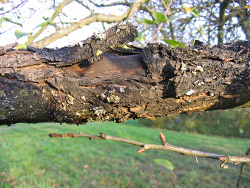 Schwarzer Rindenbrand, Diplodia, an einem Apfelbaum.
