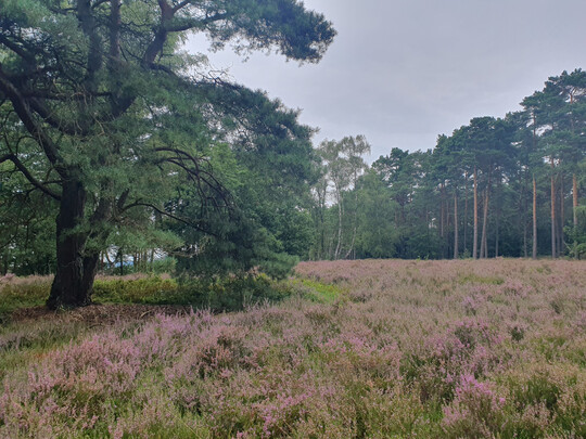 Grenzen in einer Landschaft unterschiedliche Habitate aneinander, können Arten im benachbarten Habitat die Funktion anderer Arten komplementieren oder ersetzen