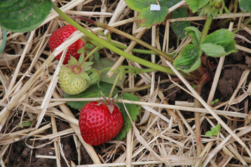 Landschaften mit Habitat-Mix bringen bessere Bestuberleistungen, also z.B. auch grere Erdbeeren