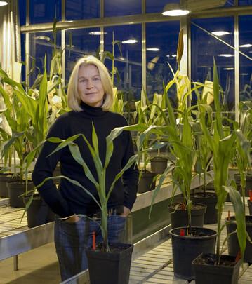 Fr die Leiterin des Synbreed-Projekts, Prof. Dr. Chris-Carolin Schn, ist die zchterische Optimierung eine wichtige Zukunftstechnologie