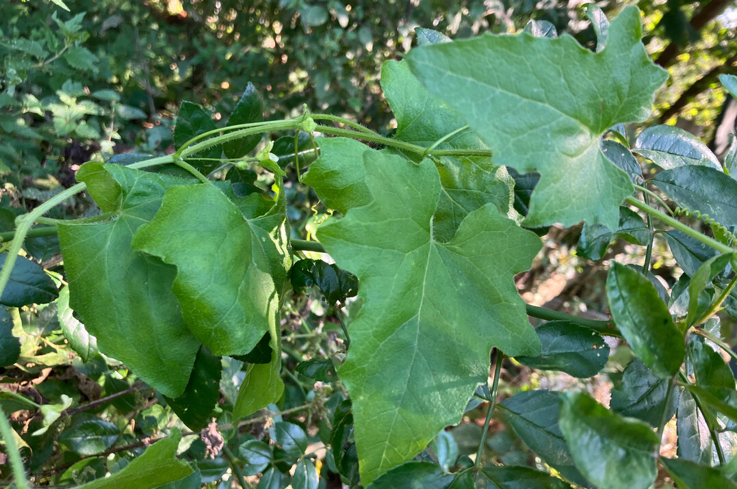 Die Rote Zaunrübe entwickelt bis zu 4 m lange Blatt- und Blütentriebe