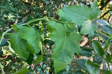 Die Rote Zaunrbe entwickelt bis zu 4 m lange Blatt- und Bltentriebe