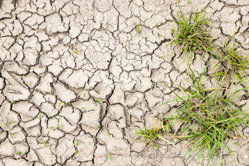 Hohe Sommertemperaturen knnen Cadmium in leicht sauren Bden mobilisieren