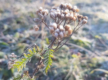 Die Schafgarbe sorgt auch im Winter fr Struktur