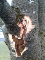 Merkmale unter der Rinde verursacht von Asiatischer Moschusbockkäfer