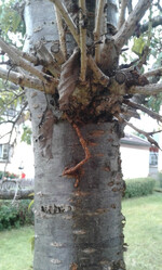 Gepresste Bohrspäne verursacht von Asiatischer Moschusbockkäfer