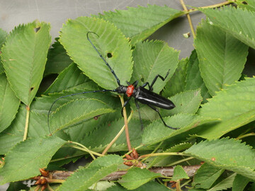 Asiatischer Moschusbockkfer