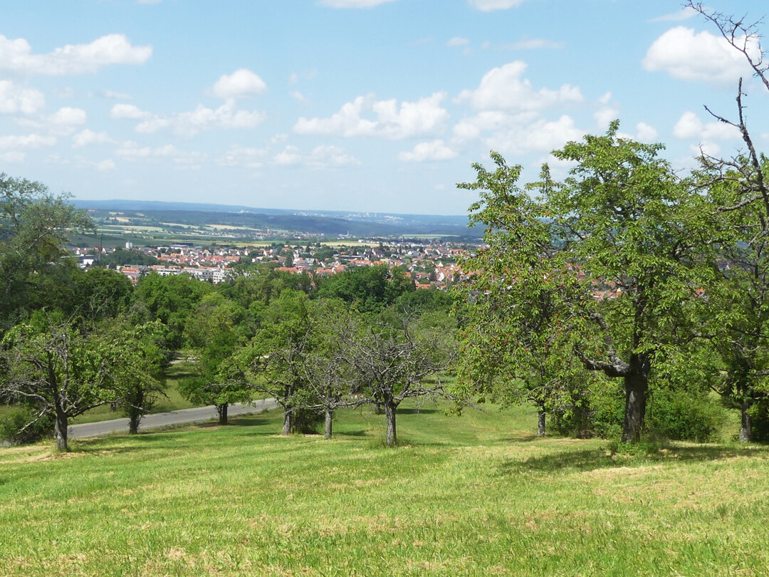 An den Hngen rund um Mssingen stehen noch viele alte Kirschbume