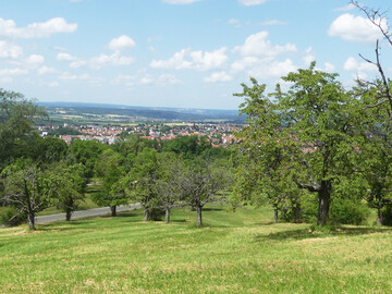 An den Hngen rund um Mssingen stehen noch viele alte Kirschbume