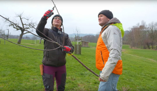 Bei der Pflanzung ist ein gezielter Pflanzschnitt wichtig, um so dem Baum eine
gesunde Kronenform vorzugeben