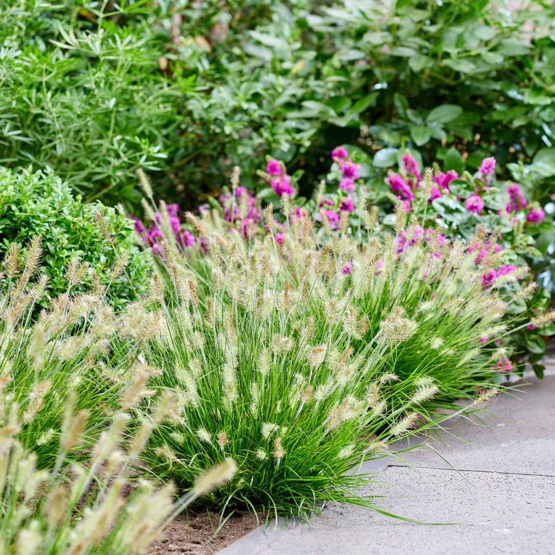 Sehr kompakt und bemerkenswert ordentlich im Wuchs ist 
<i>Pennisetum alopecuroides</i>
 Tiny Twinkler