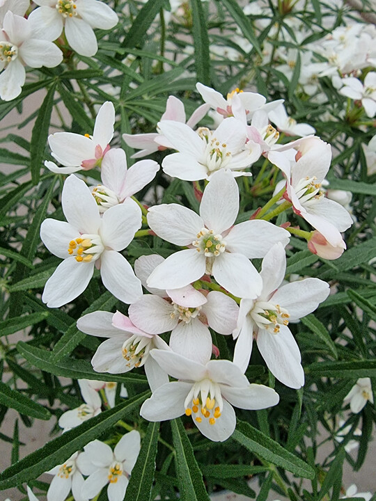 Zweimal im Jahr bildet die Orangenblume Scented Gem ihre duftenden Blten