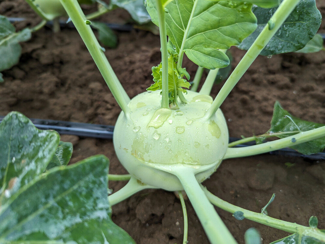Kohlrabi und andere Kohlarten enthalten Glucosinolate, die sowohl gesundheitsfrdernde Effekte fr den Menschen als auch eine Schutzfunktion gegen Pflanzenschdlinge und -krankheiten besitzen 
