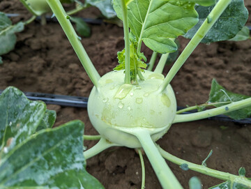 Kohlrabi und andere Kohlarten enthalten Glucosinolate, die sowohl gesundheitsfrdernde Effekte fr den Menschen als auch eine Schutzfunktion gegen Pflanzenschdlinge und -krankheiten besitzen 