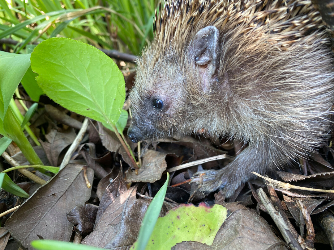 Igel im Garten sind vielerorts kein alltglicher Anblick mehr