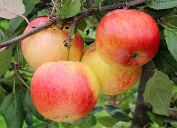 Der Bblinger Straenapfel ist die LOGL-Streuobstsorte des Jahres 2025