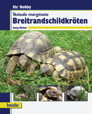 Breitrandschildkrten