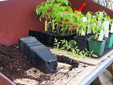 Aus den Multitopfplatten werden die Tomatenpflanzen nochmal in 9er-Tpfe gesetzt. Das ergibt starke Jungpflanzen, die Ende April ins Gewchshaus oder Mitte Mai ins Freiland gesetzt werden knnen