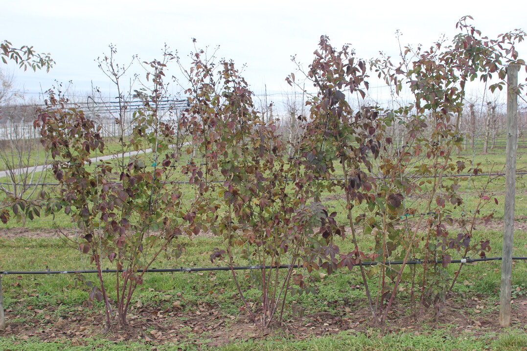 Brombeeren mit vertrocknetem Laub und Trieben