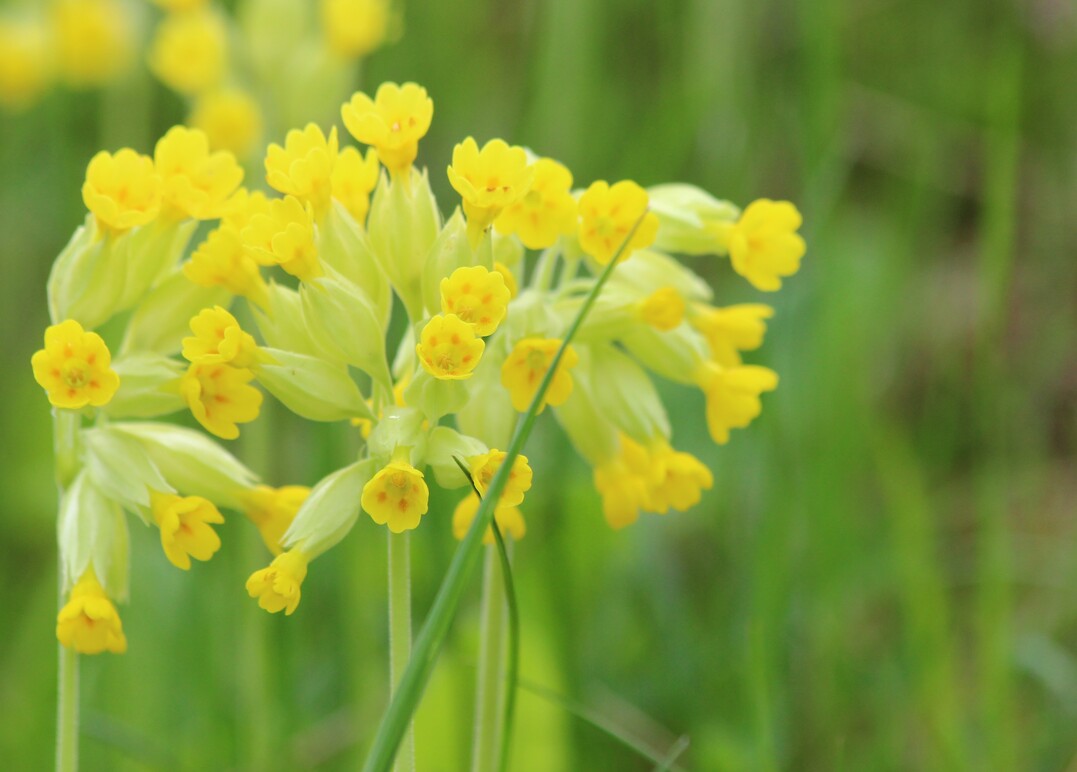 Echte Schluesselblume