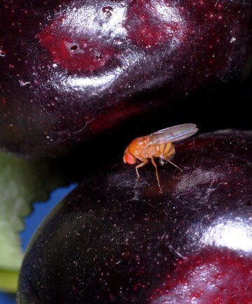 Die Kirschessigfliege richtet groe Schden im Obstbau an