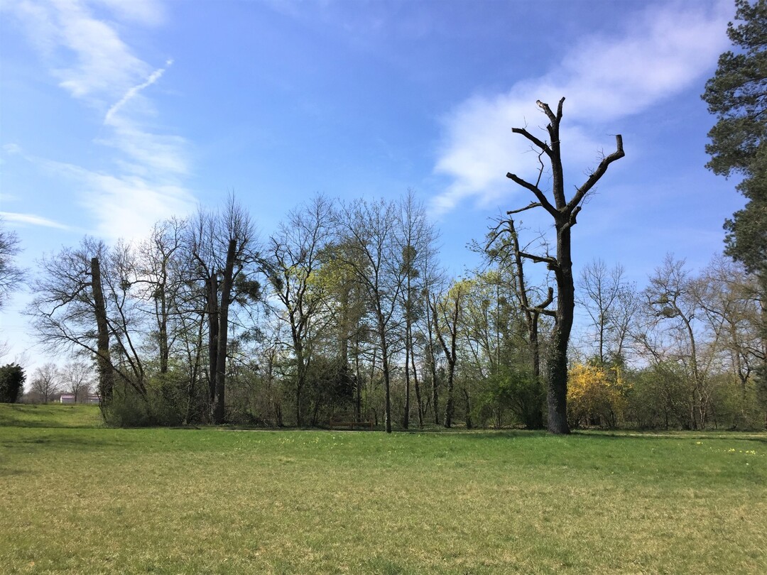 Abgestorbene Bäume im Schlosspark Schwetzingen im Frühjahr 2022.
