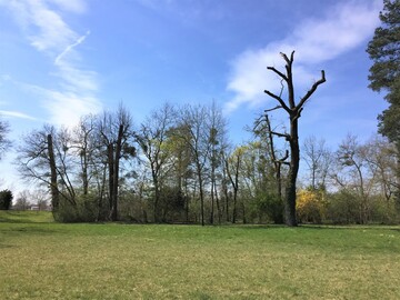 Abgestorbene Bume im Schlosspark Schwetzingen im Frhjahr 2022.