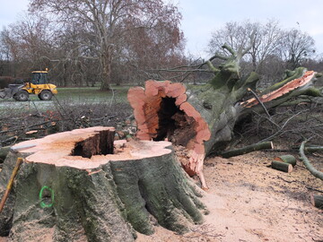 Fllung der groen Rotbuche in den Herrenhuser Grten