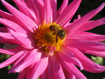 Eine Ackerhummel auf einer Dahlienblte
