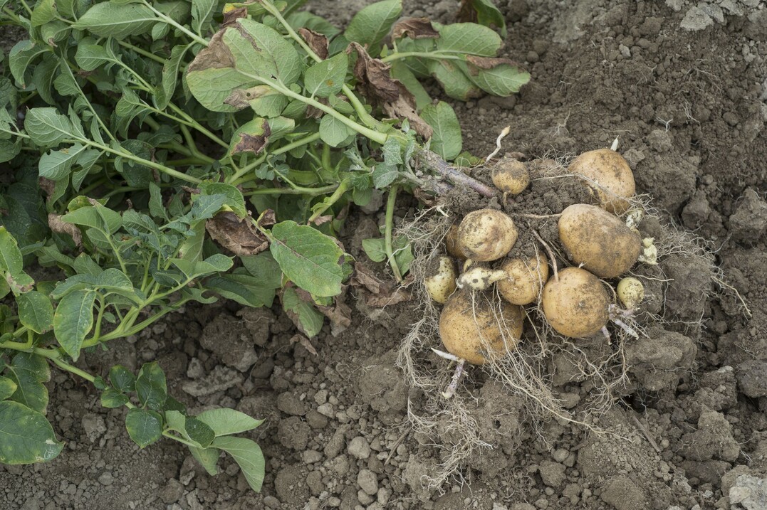 Neue Knollengeneration bei "Agria", beobachtet am 28.07.2015