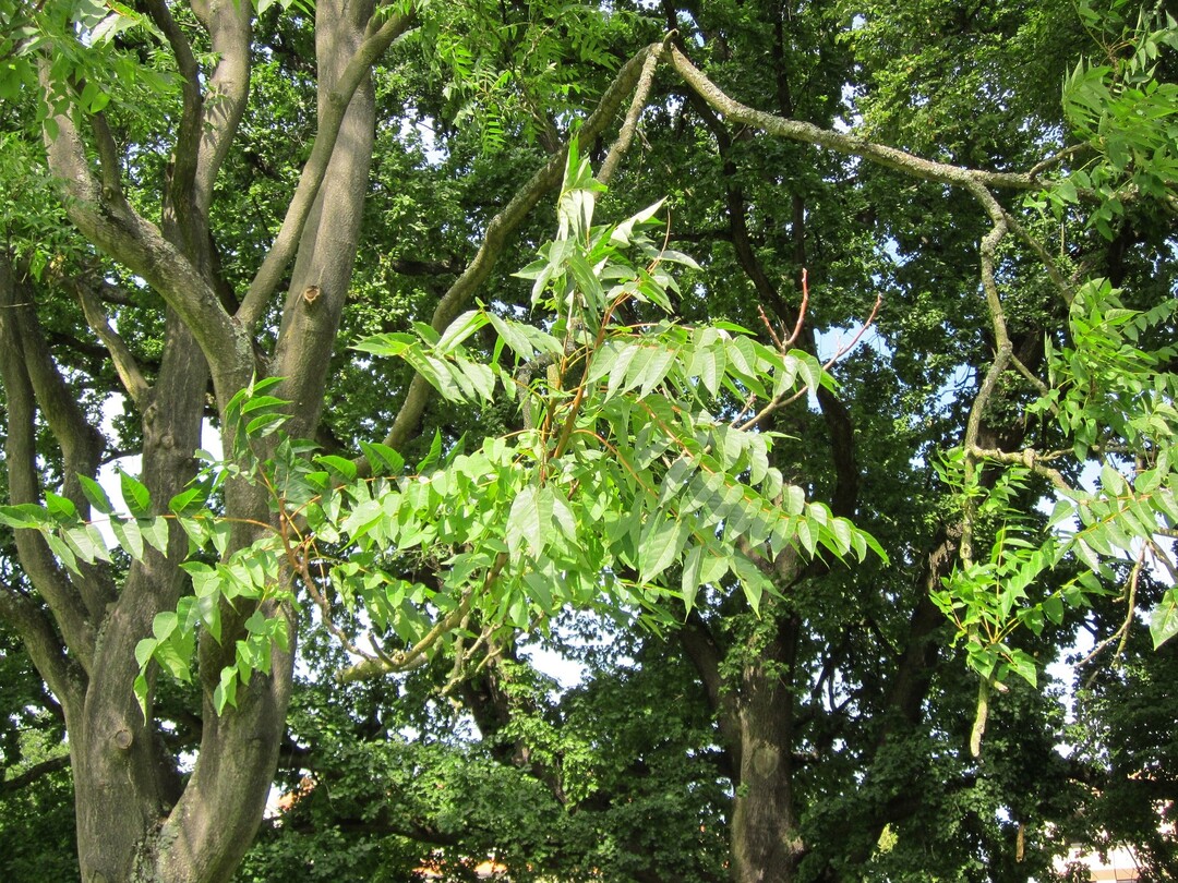 Ailanthus altissima (Gtterbaum) als erstes Gehlz in die Liste invasiver Arten mit unionsweiter Bedeutung aufgenommen