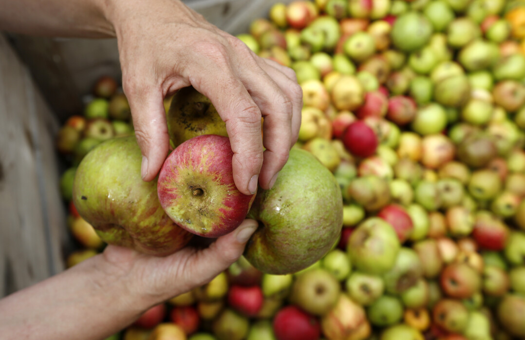 Das Bundesministerium für Ernährung und Landwirtschaft würdigt mit dem Preis herausragende Ideen und Projekte zur Reduzierung von Lebensmittelabfällen