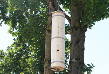  Der Schiffer-Tree ist eine naturnahe Behausung fr Honigbienen. 