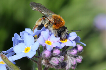 Deutschland summt! setzt sich insbesondere fr die Frderung von Wildbienen ein.