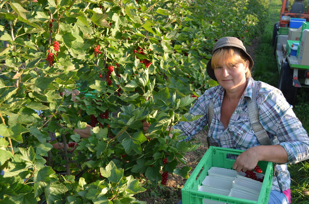 Die Erhhung stellt die arbeitsintensiven Obst- und Gemsebetriebe vor besondere Herausforderungen
