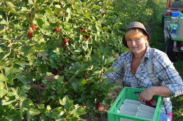 Die Erhhung stellt die arbeitsintensiven Obst- und Gemsebetriebe vor besondere Herausforderungen